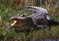 American Alligator