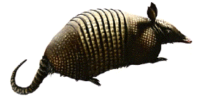 Nine-Banded Armadillo