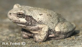 Cope's Gray Treeefrog