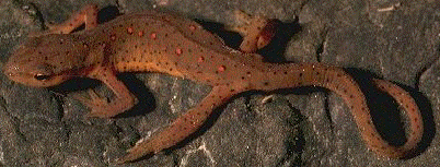 Eastern Newt