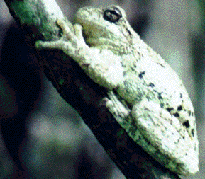 Gray Treefrog