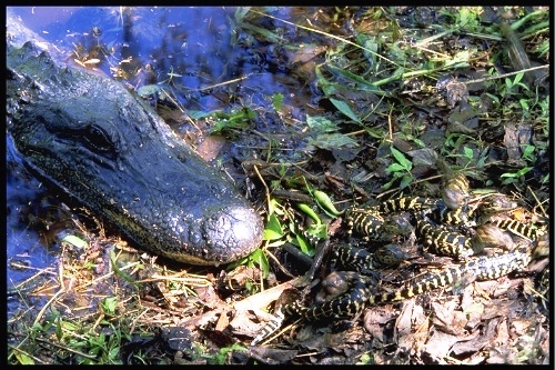 Mother and Hatchling